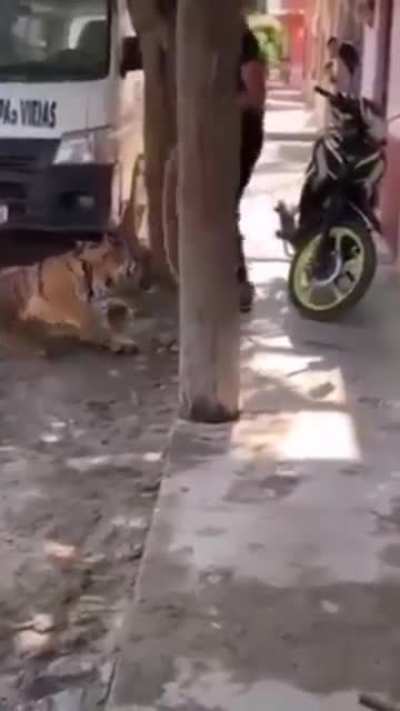 Bengal Tiger walking freely in town, people freaking out, then gets taken home with no resistance.