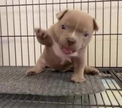 He pronounce. He ready pounce. He only weigh an ounce.