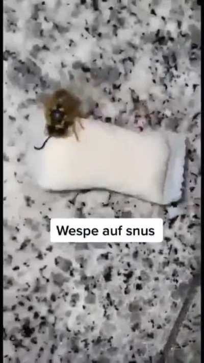 Whosp