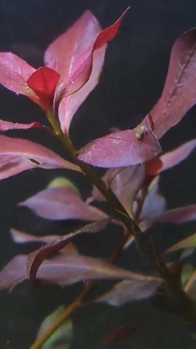 I heard you like pearling