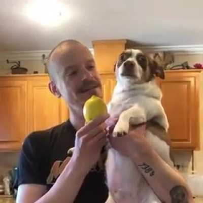 Mister Bubz doesn't like the lemon
