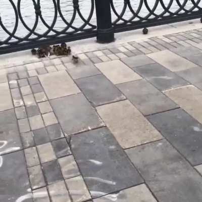 Duck tales