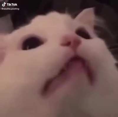 Eu devo me preocupar com o gato tomara que ele n&atilde;o exploda a casa evocando um Sharingan
