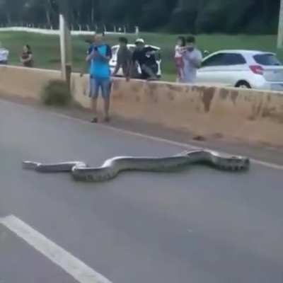 A huge anaconda crossing a 4-lane highway in Brazil