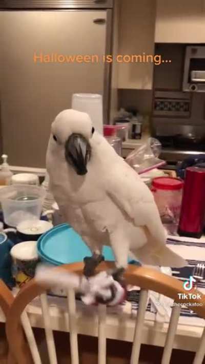 Bird does the mash