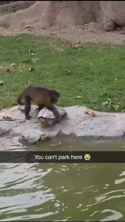 Is this "monkeying around"?  lol