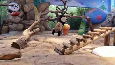 Panda things