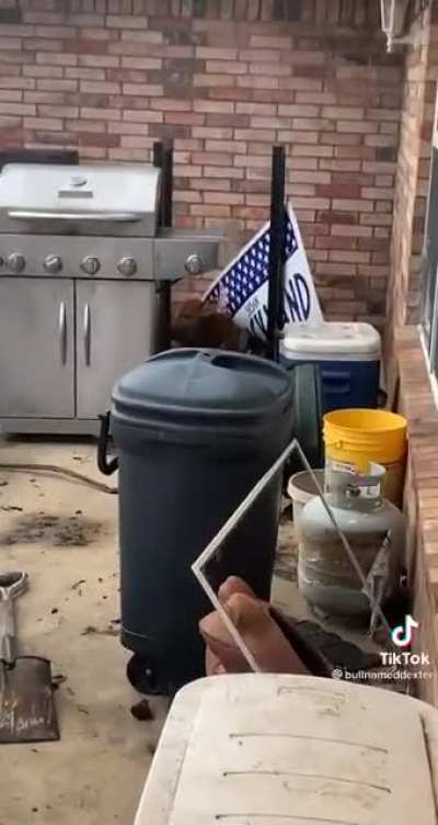 Nice dogs