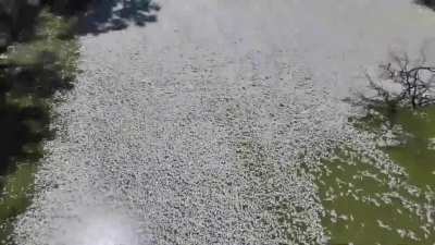 &lsquo;The smell is next level&rsquo;: millions of dead fish spanning kilometres of Darling-Baaka river begin to rot near the Australian town of Menindee.