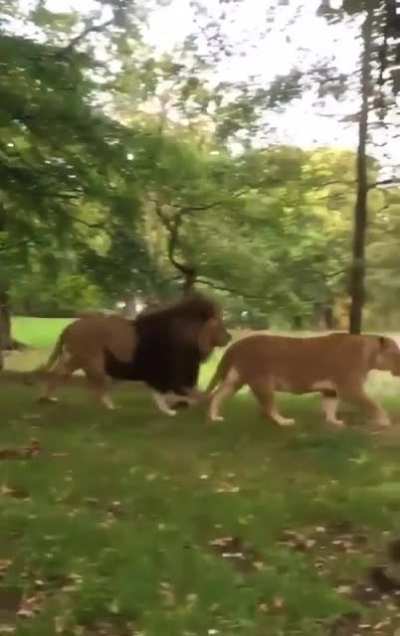 N&atilde;o se deixe enganar pelos le&otilde;es, o v&iacute;deo n&atilde;o eh sobre eles