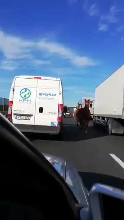 Who let the horses out?