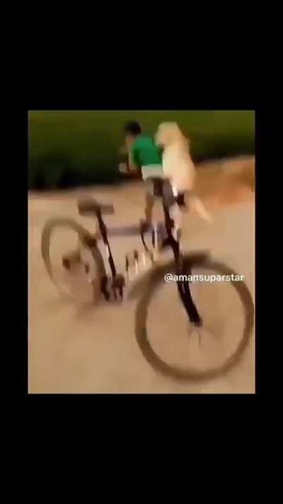 Wat da dog doin??