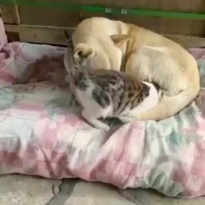 Cuddle buddies.