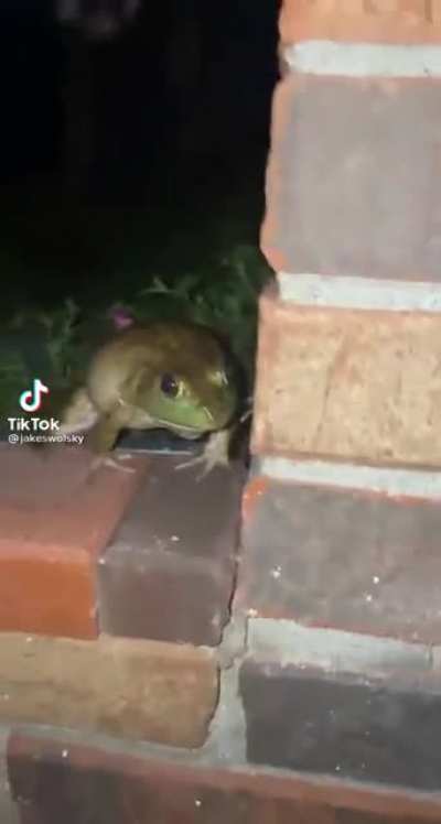kermit likes his personal space