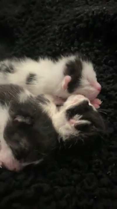 5 day old b&amp;amp;w smols