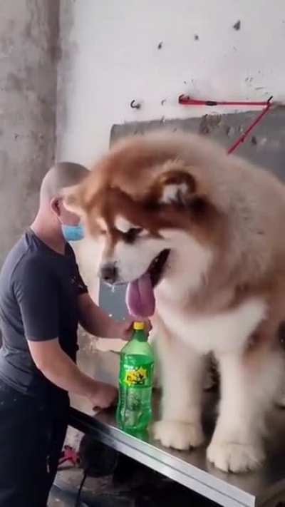 Brushing an XXXXXL good boy