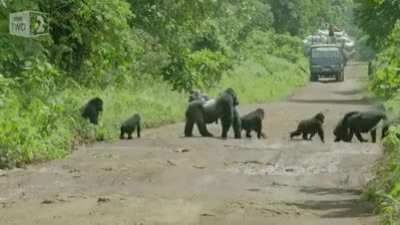 Silverback gorilla blocking traffic while his family crosses the road