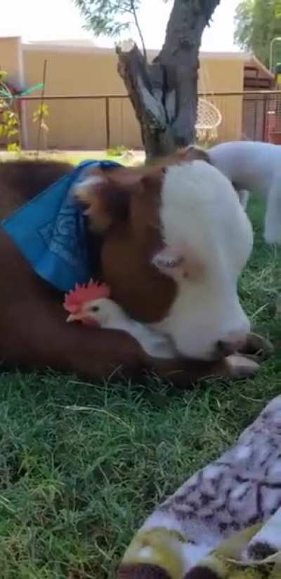 Cow and chicken