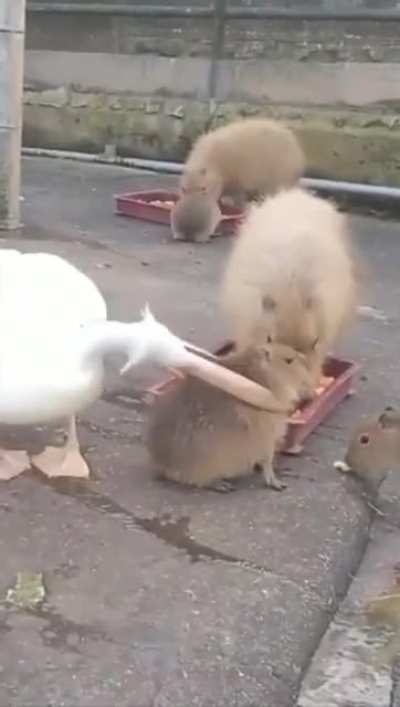 Eat.exe stopped working