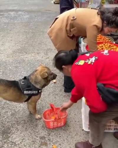A dog came to buy oranges on behalf of its owner.