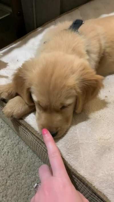 15/10 would double boop several more times