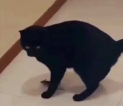 Where did it go?