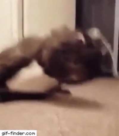 Dog zoomies