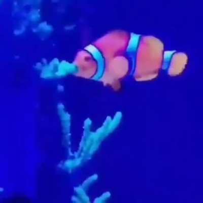 Gay fish?