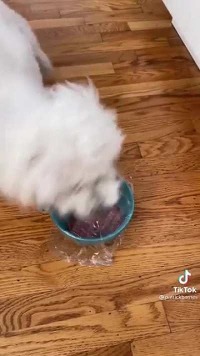 Dog challenge