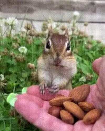 Squirrel tastes almonds for the first time &amp;lt;3 [OC]
