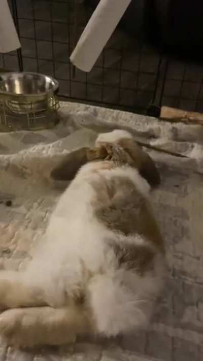 New baby is getting comfy at my house. Flopped right in front of me ;-;