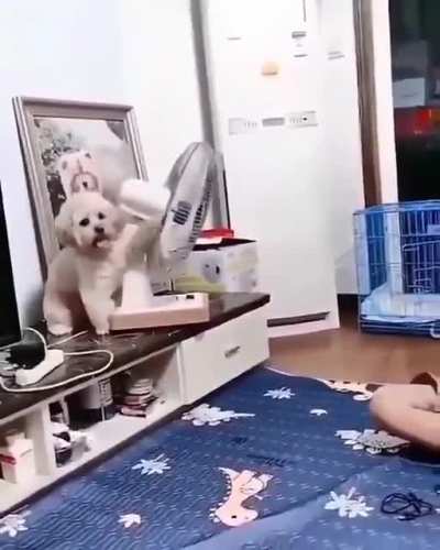 Dog is not playing...he needs some air!!