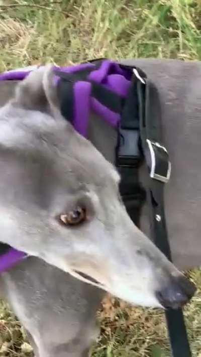 Molly makes me question the term &ldquo;sight hound&rdquo;