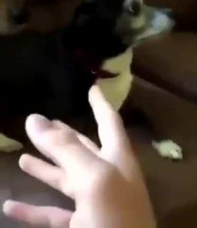 perrito
