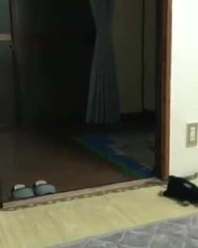 Trying to play fetch