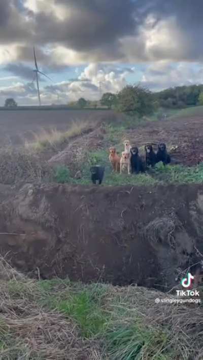 Dogs jumping over a pit