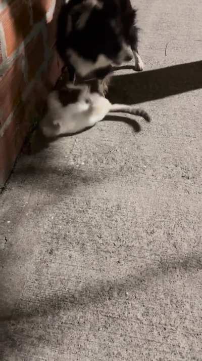 She raised him since he was a 1 and a half month old baby. Every time she wants to go out she takes him inside the house😆. It should be clarified that she only protects him and that she never hurt him😌