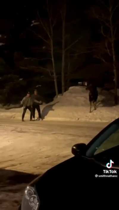 Moose attacks NOT without warning.