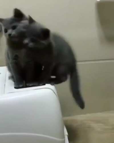 Synchronized Kittens