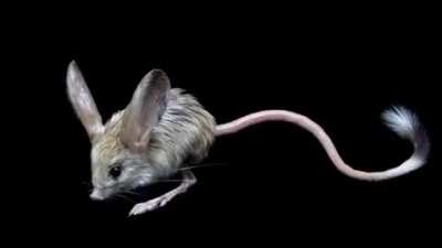 Long-eared jerboa