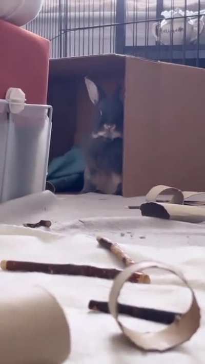 Cadbury on watch (*plays Lionel Richie’s “Hello”*)
