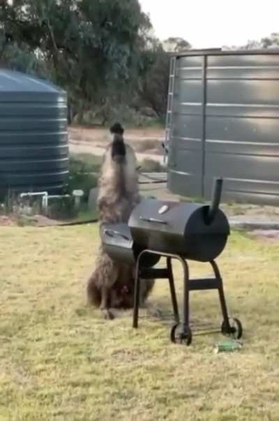 Aussie BBQ