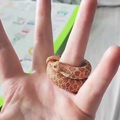 Tiny little guy