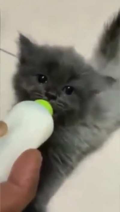 meowow