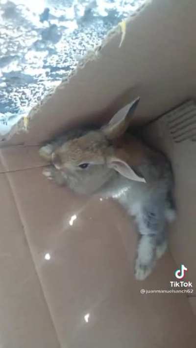 Pana rabbit? 🐰