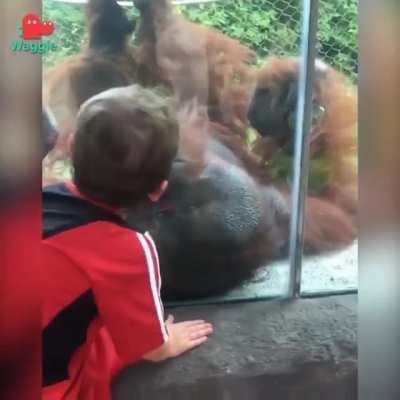 PedoApeIsGoodApe