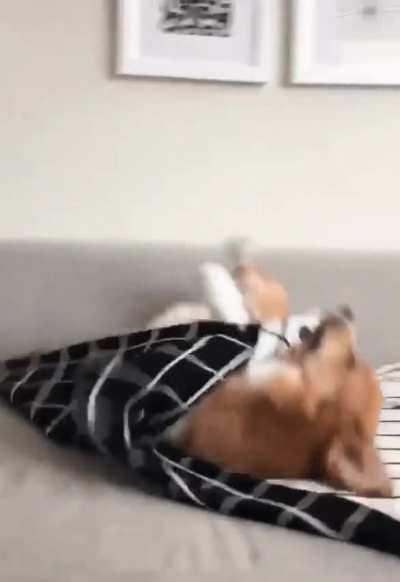 Burrito