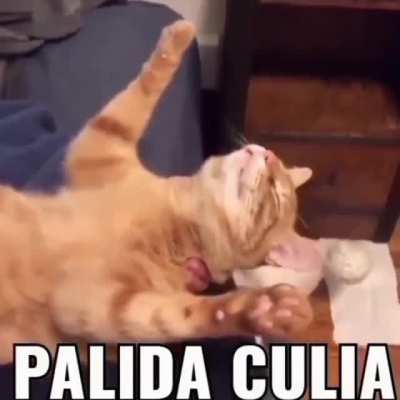 xd