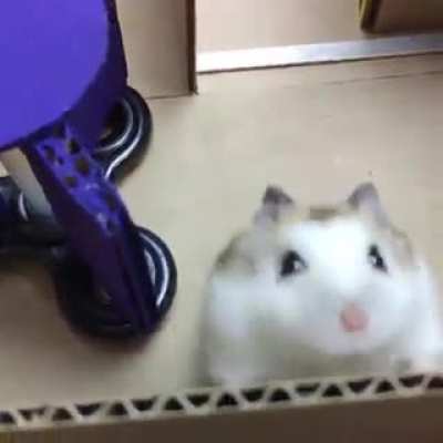 Hamster Prison Escape