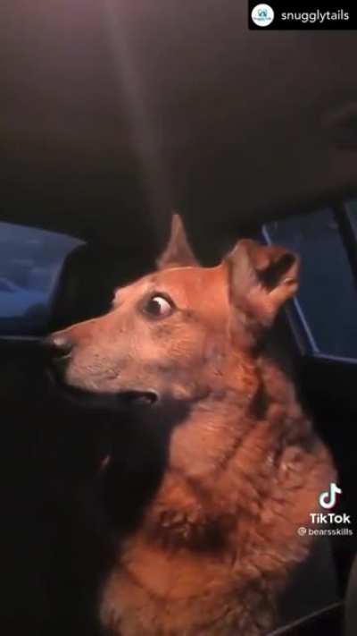 Apparently That Look Is Universal
